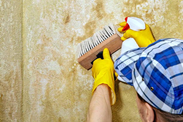 Best Basement Mold Removal  in Arp, TX
