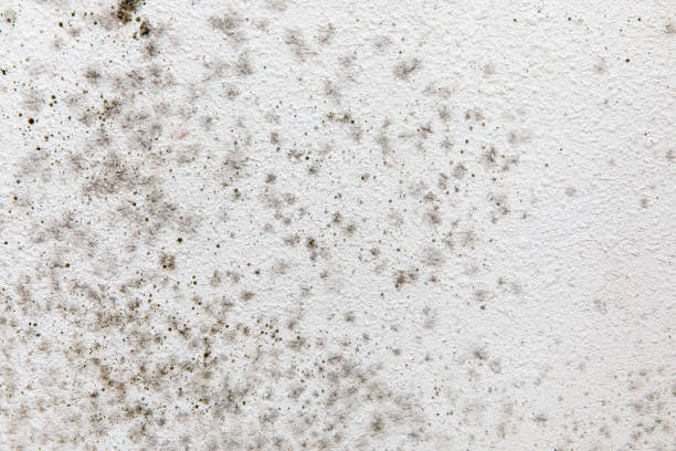 Arp, TX Mold Removal Company